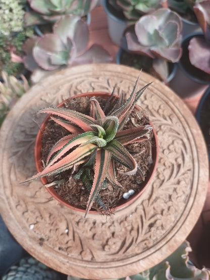 Haworthia attenuata variegata