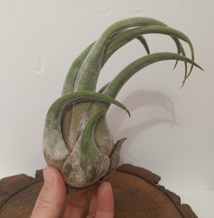 Tillandsia selereiana - M