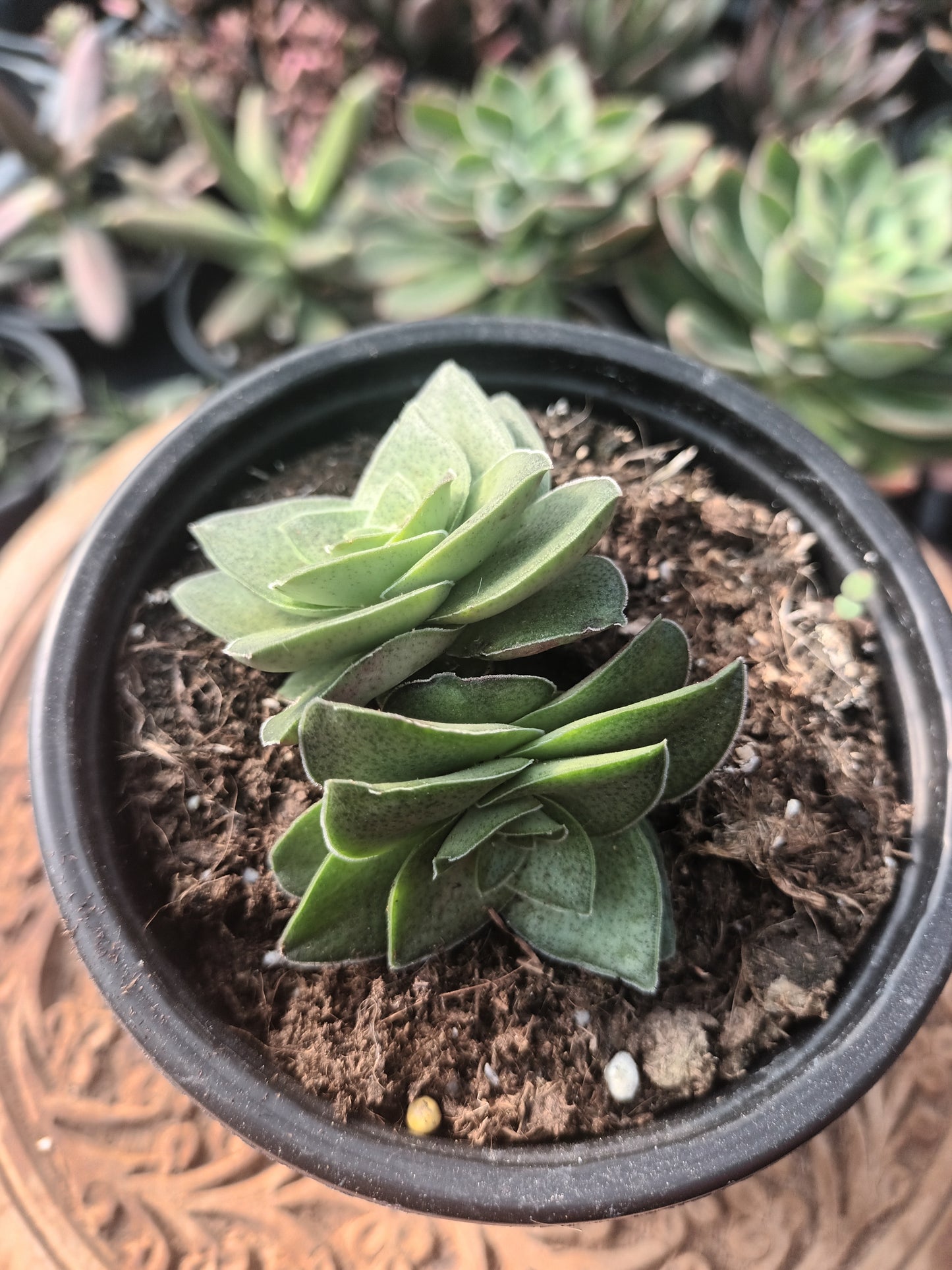 Crassula hemisphaerica
