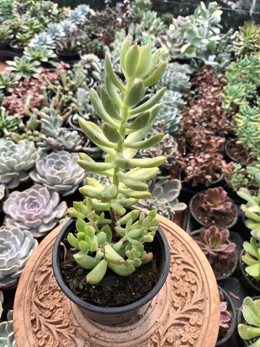 Sedum Adolphii Lime Gold