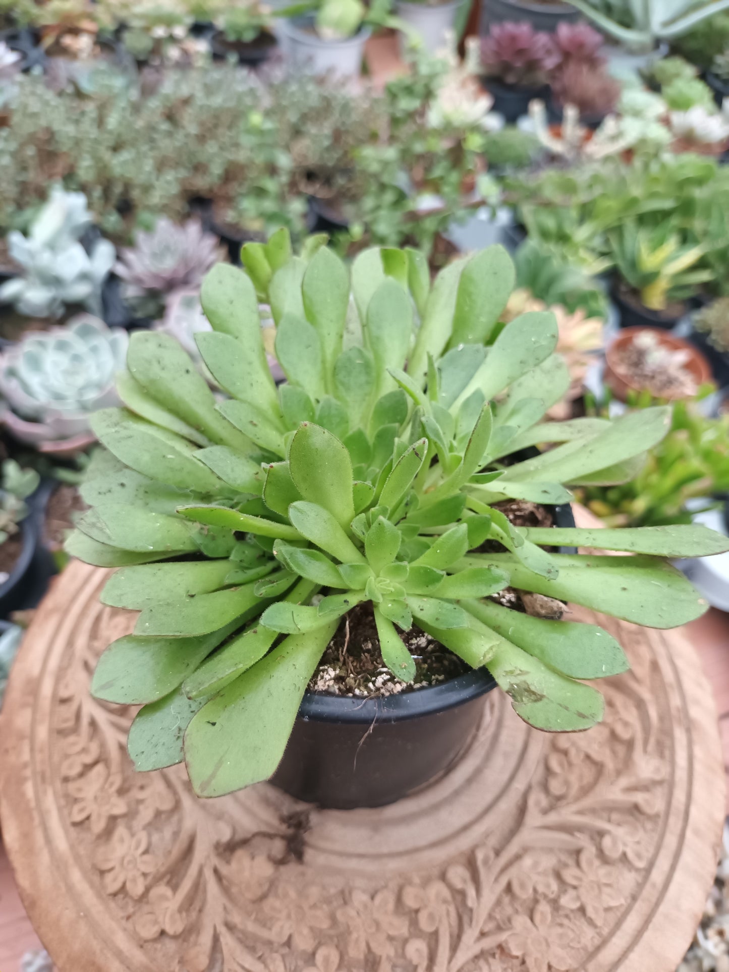 Aeonium Nogalesii Cupcake