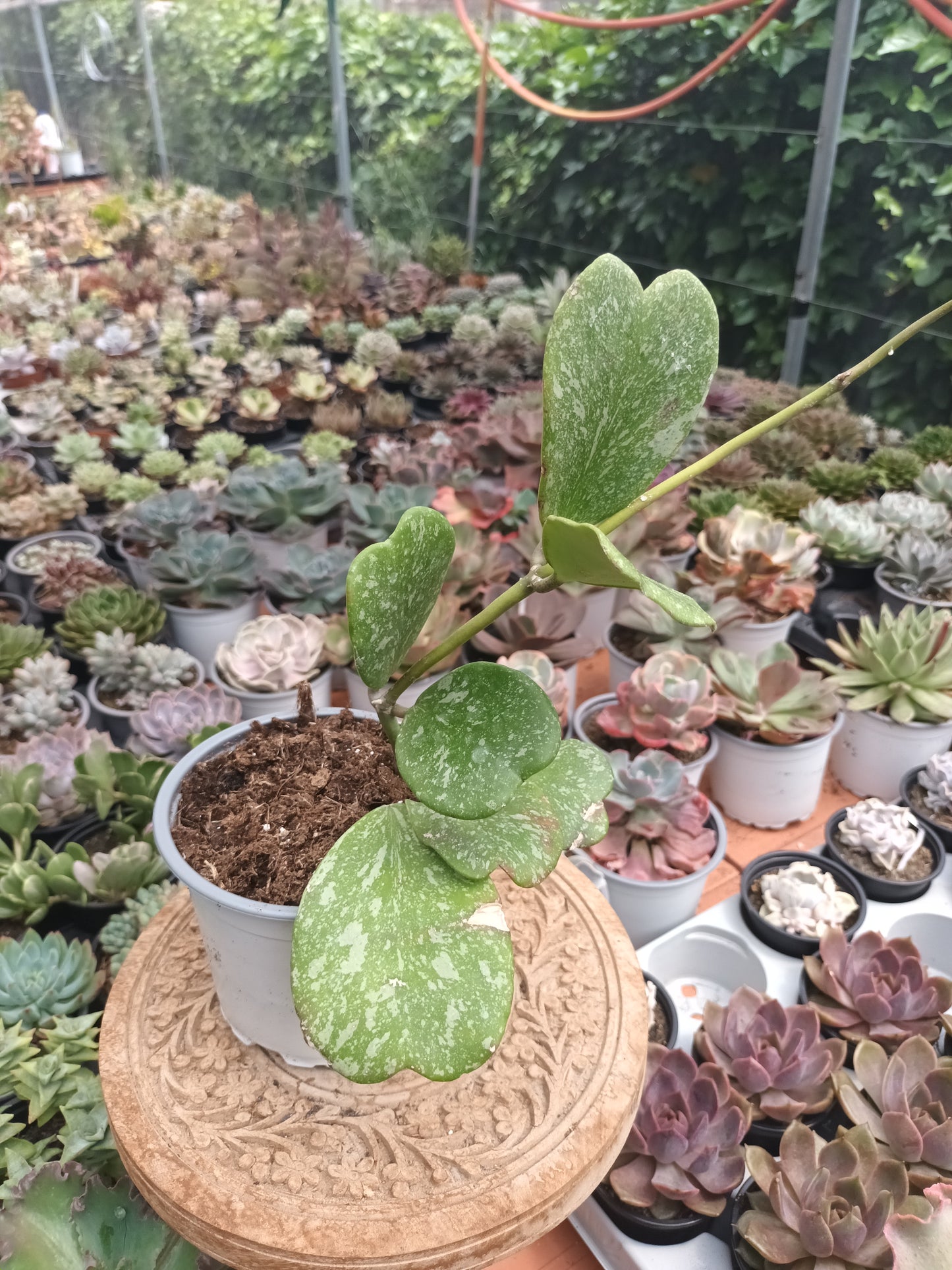 Hoya kerry Splash