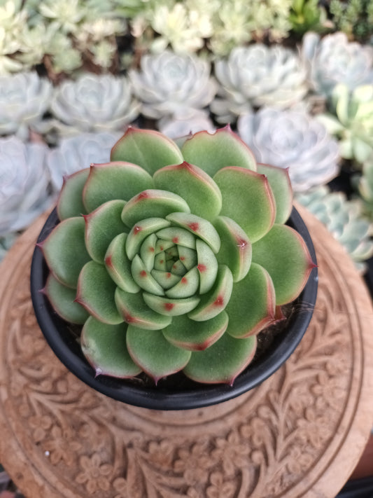 Echeveria 'Kimberley'