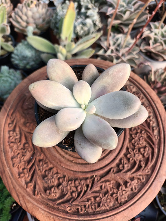 Graptopetalum Amethystinum
