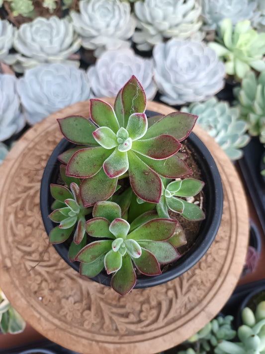 Echeveria pluvinata devotion
