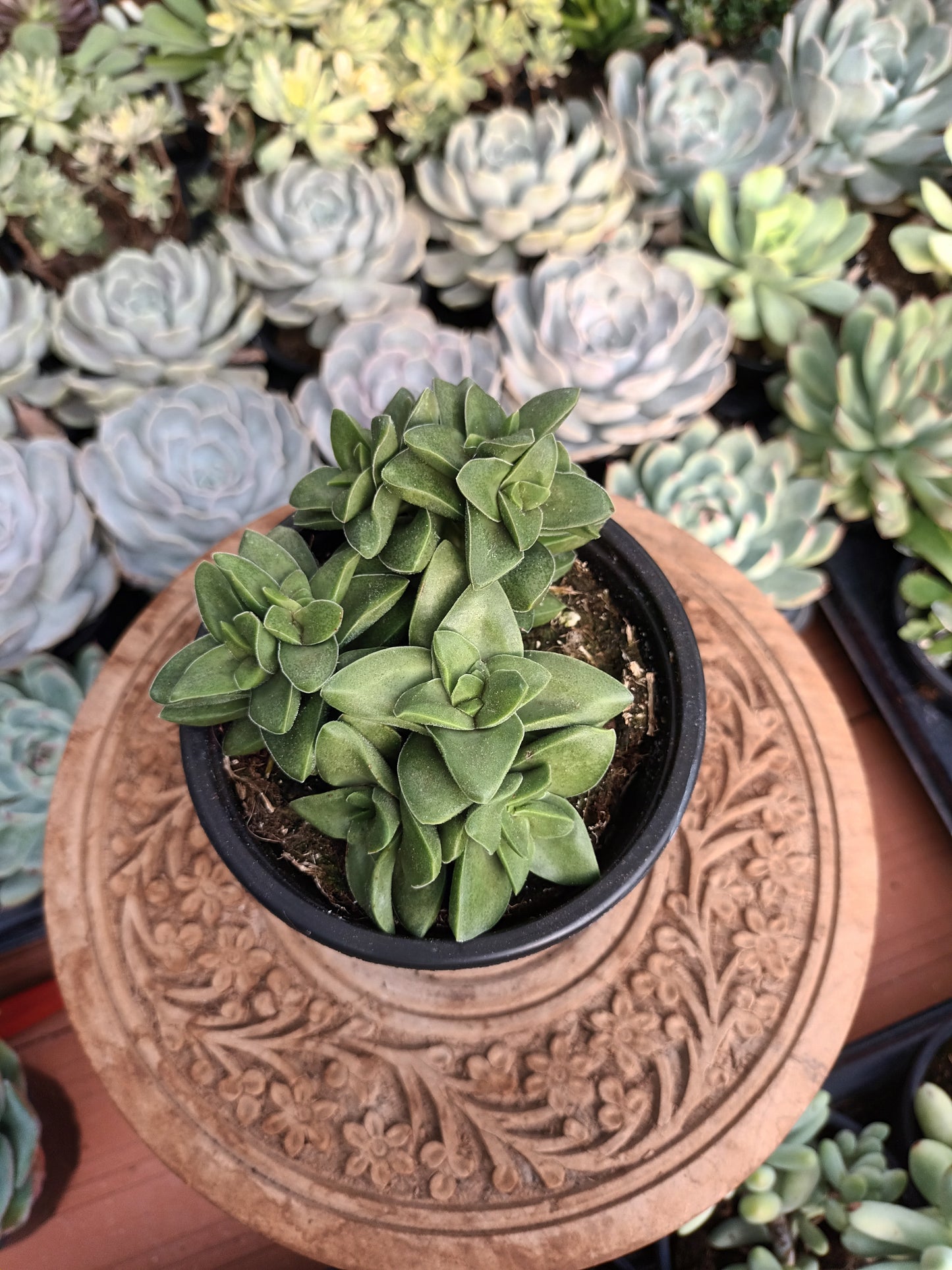 Crassula Springtime