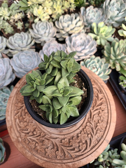 Crassula Springtime