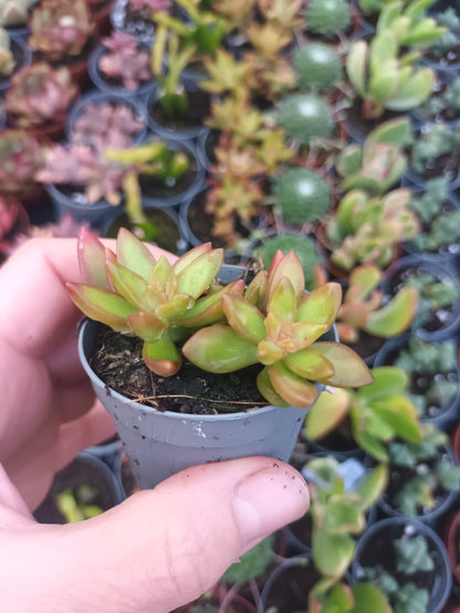 Sedum Nussbaumerianum