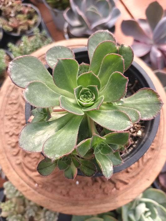Aeonium Red edge variegata