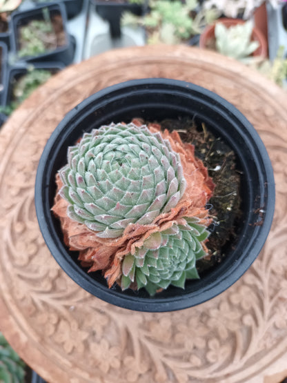 Sempervivum Sugar Shimmer