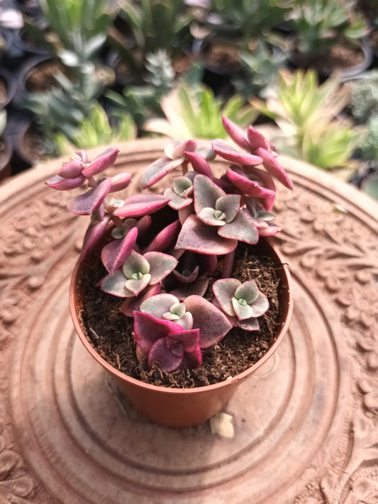 Crassula Pellucida Subsp. Marginalis Variegataa