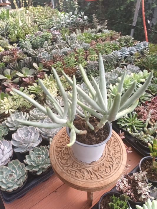 Cotyledon orbiculata var. Holonga