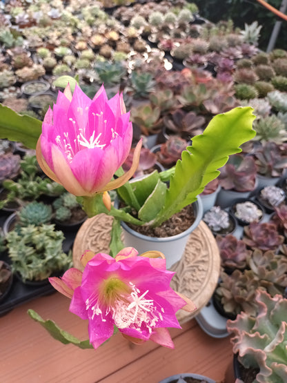 Epiphyllum flor rosa