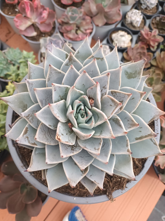 Echeveria aquila