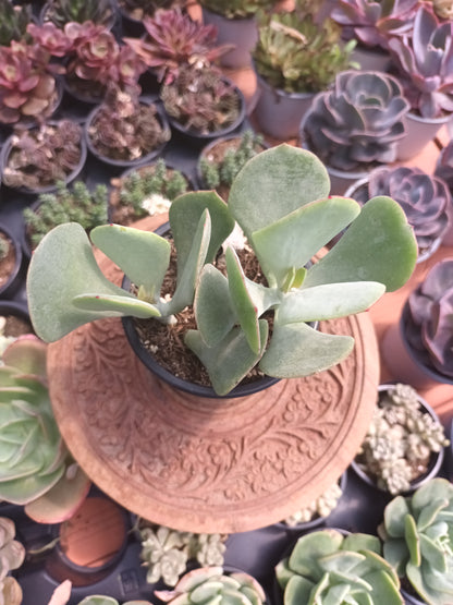 Cotyledon orbiculata spp