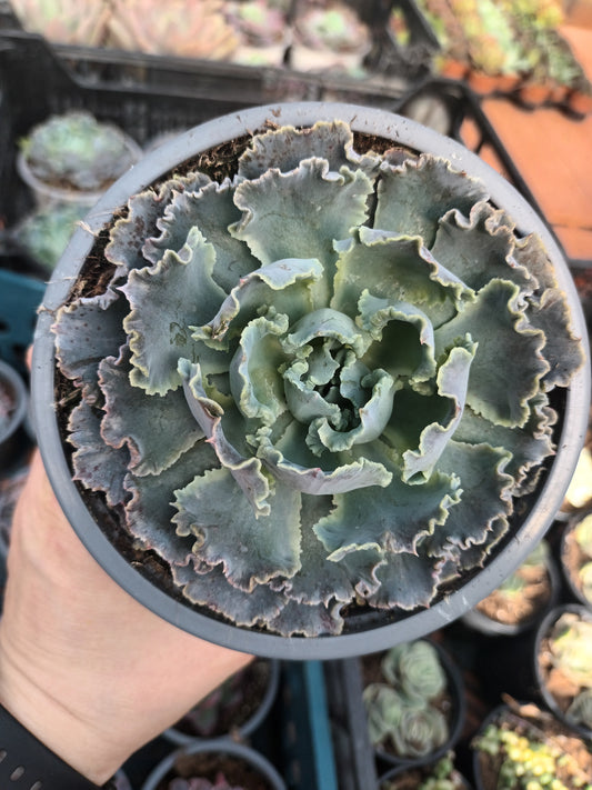 Echeveria shaviana truffles