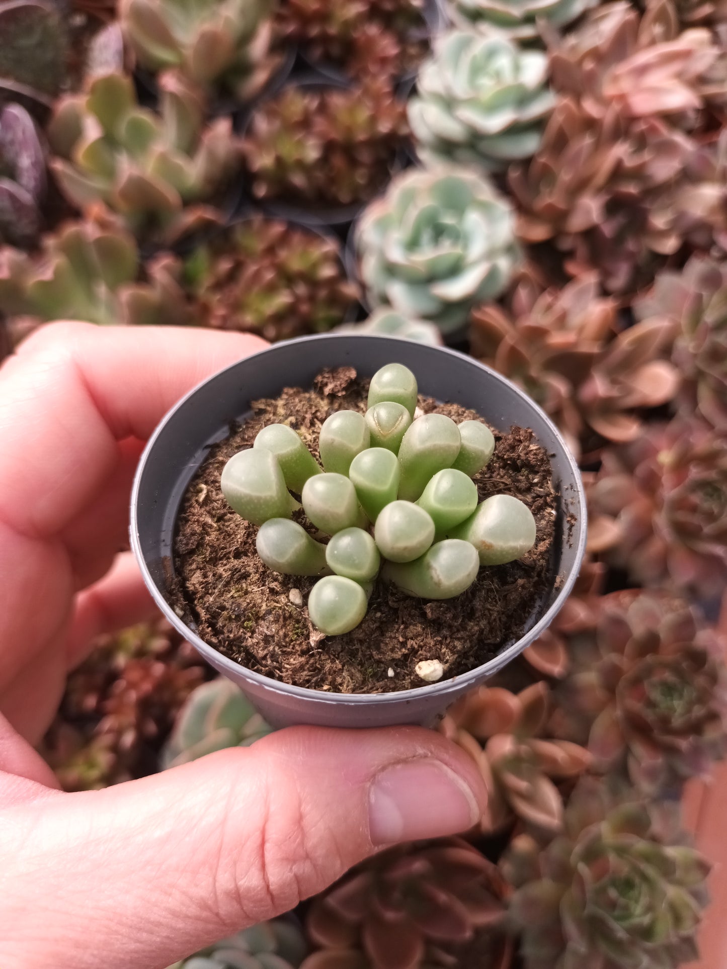 Fenestraria rhopalophylla