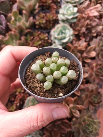 Fenestraria rhopalophylla
