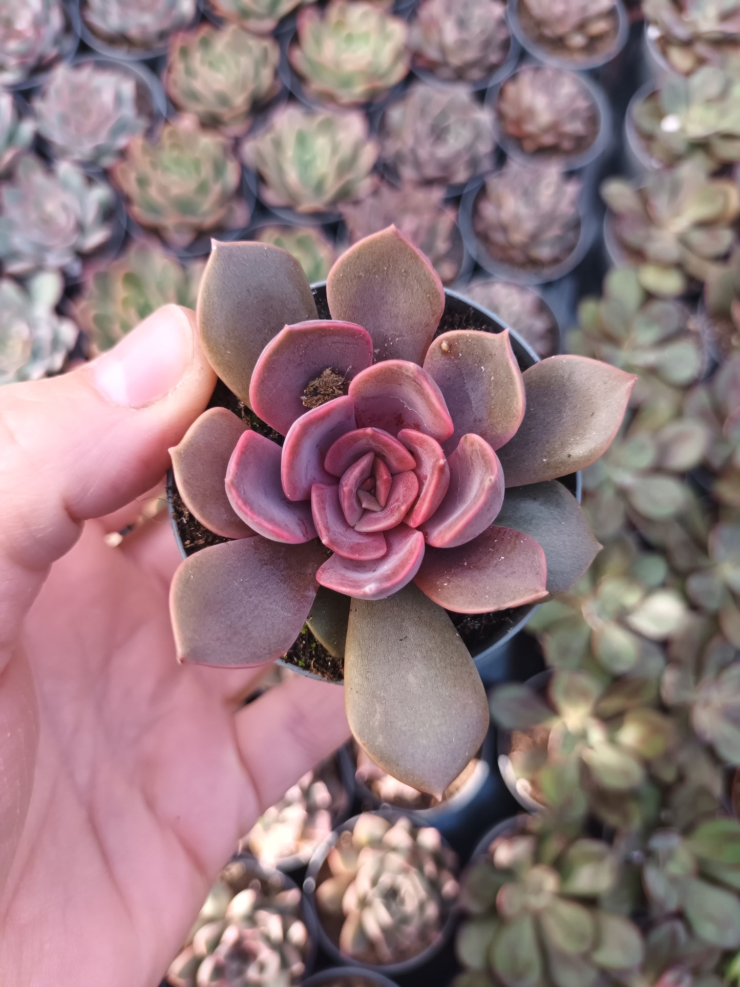 Echeveria nina