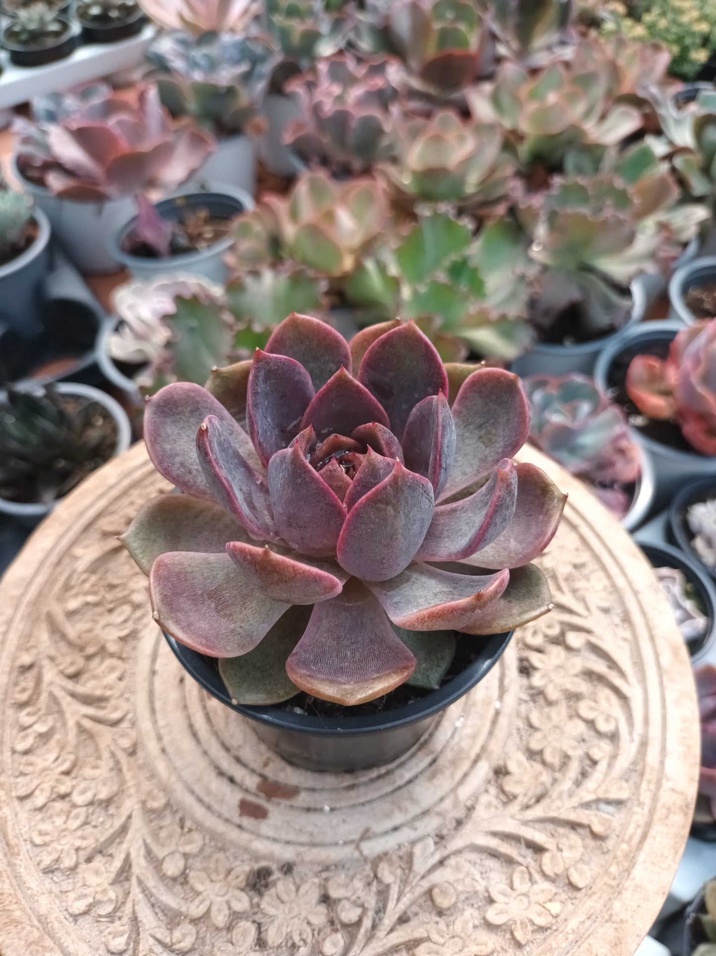 Echeveria chocolate mousse