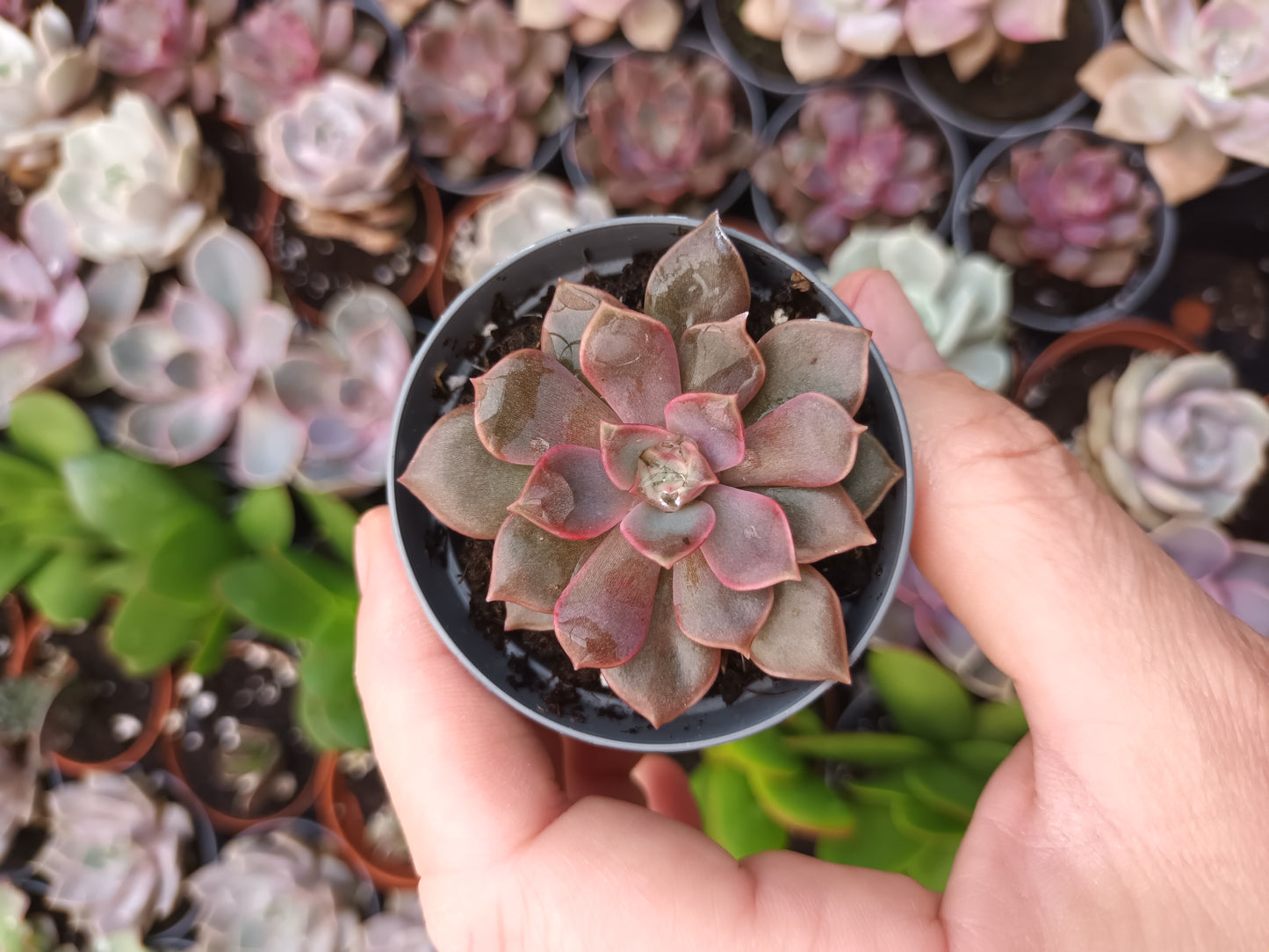 Echeveria Mina Rubra