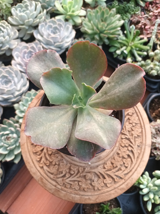 Echeveria Diamond State