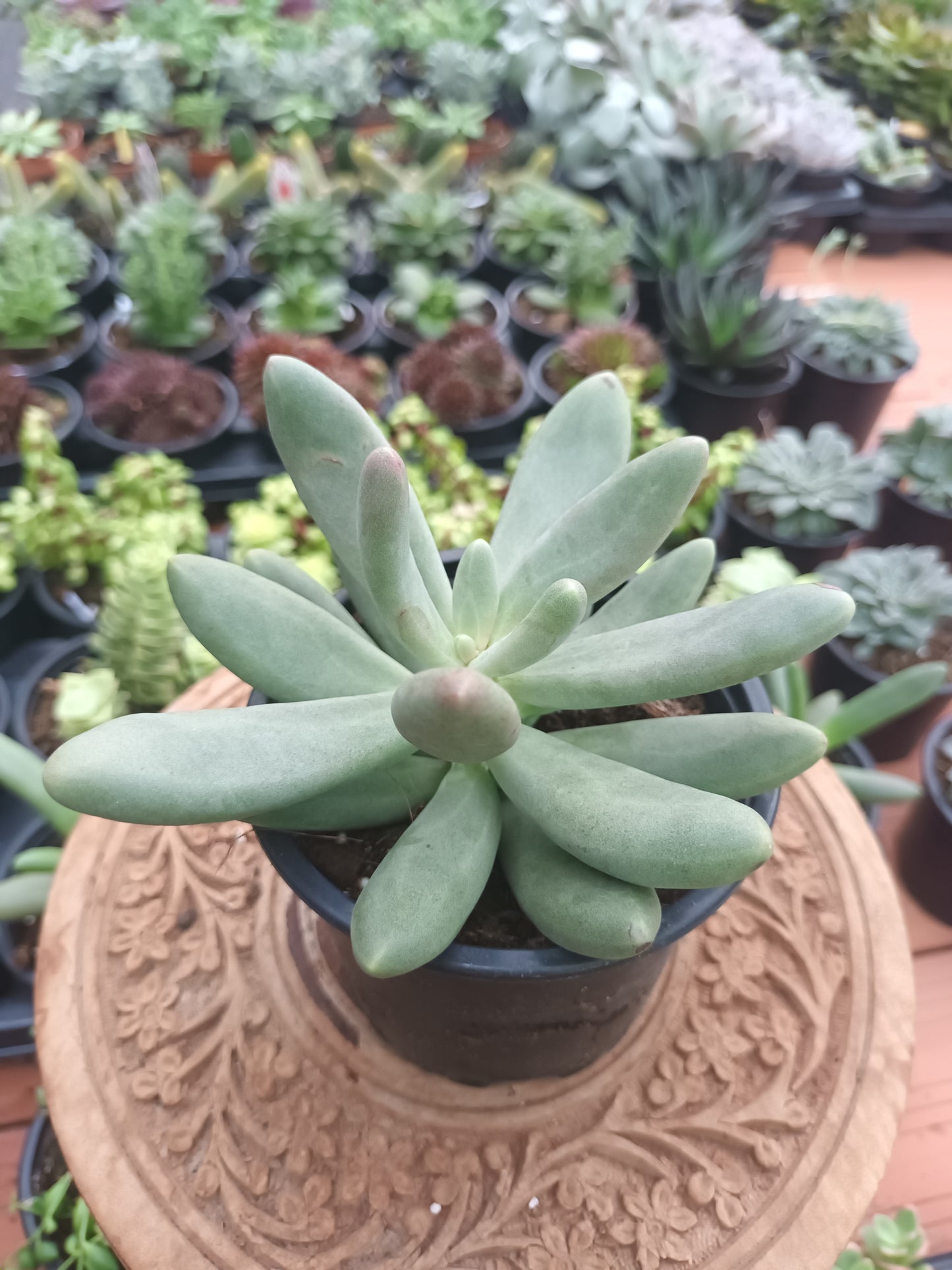 Echeveria 'Dark Purple'
