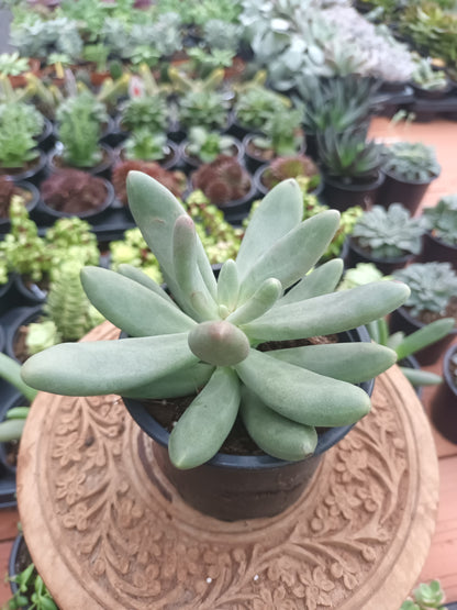 Echeveria 'Dark Purple'