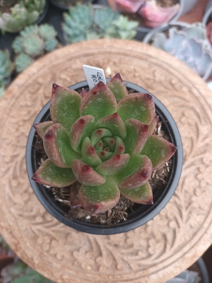 Echeveria colorata x romeo