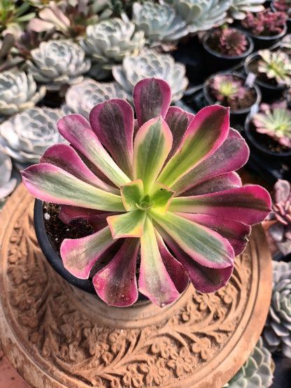 Aeonium Medusa