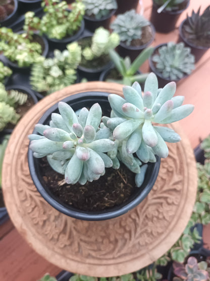 Pachyphytum machucae 'baby finger'