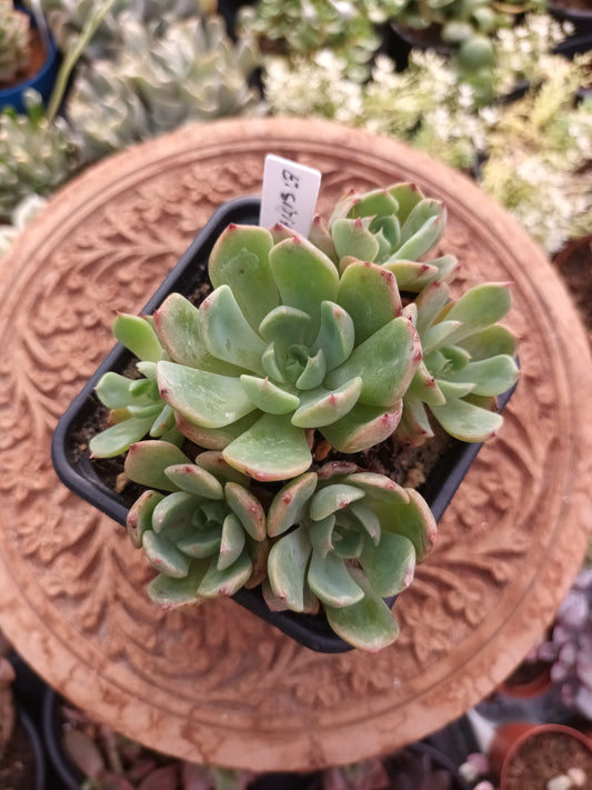 Echeveria sitifukumiama
