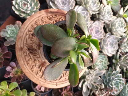 Crassula Ovata Hummel's Sunset