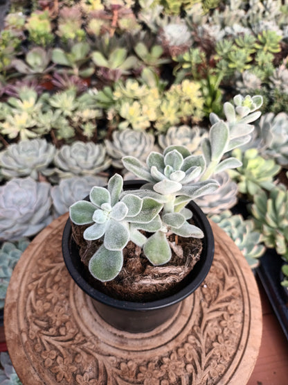 Echeveria Pluvinata Frosty