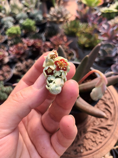 Pachyphytum viride