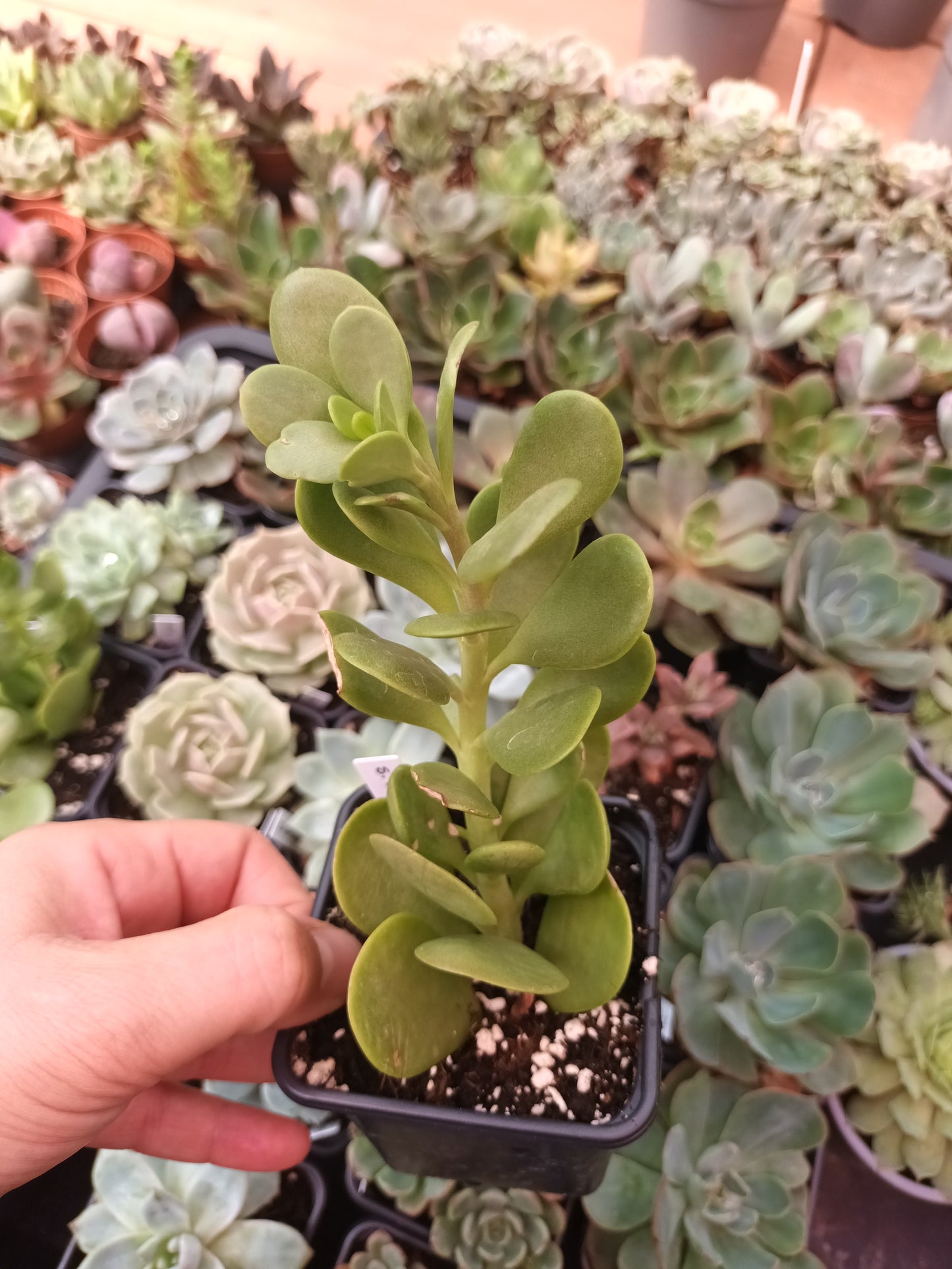 Senecio jacobsenii