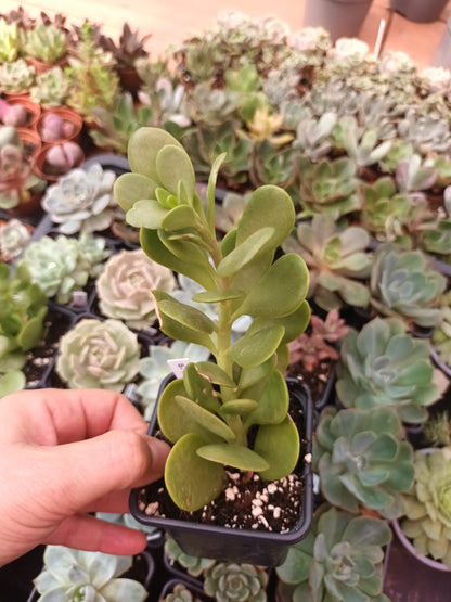 Senecio jacobsenii