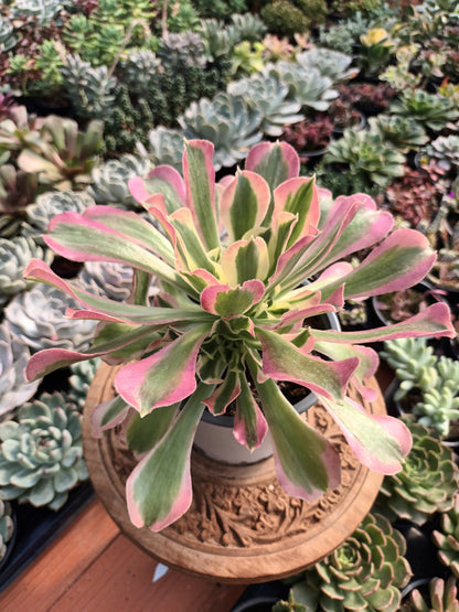 Aeonium riverstone