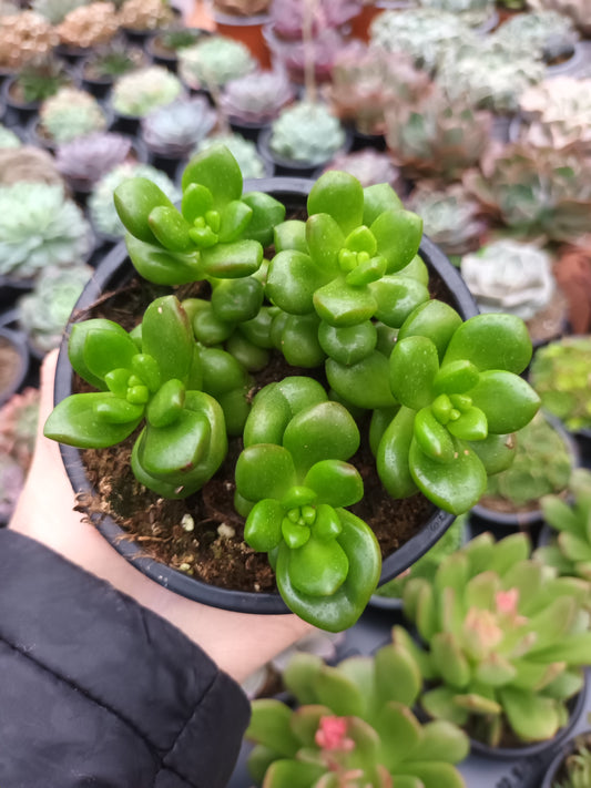 Sedum Lucidum Obesum