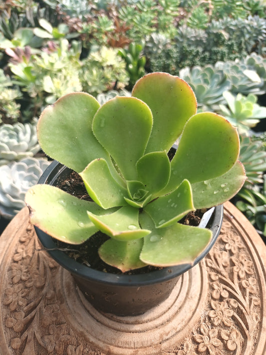Aeonium canariense hybrid 'Pink form'