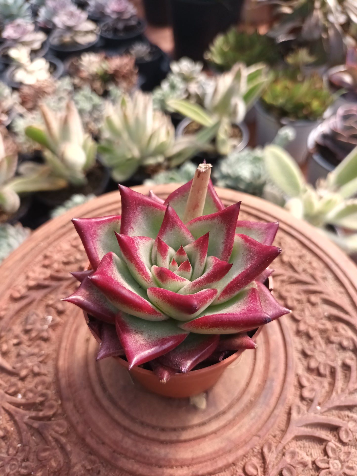 Echeveria agavoides 'Electra'