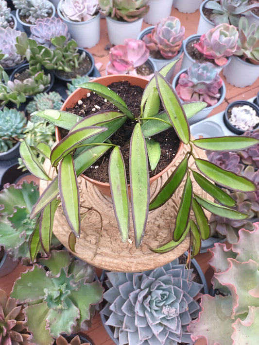 Hoya Wayetii