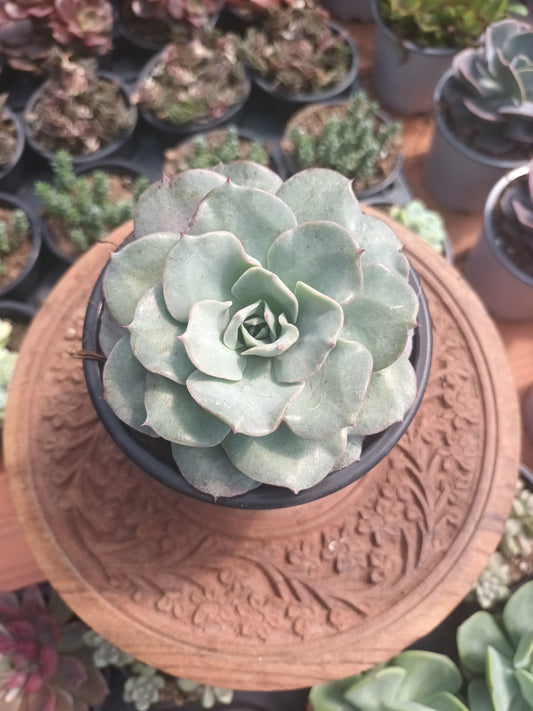 Echeveria Atlantis