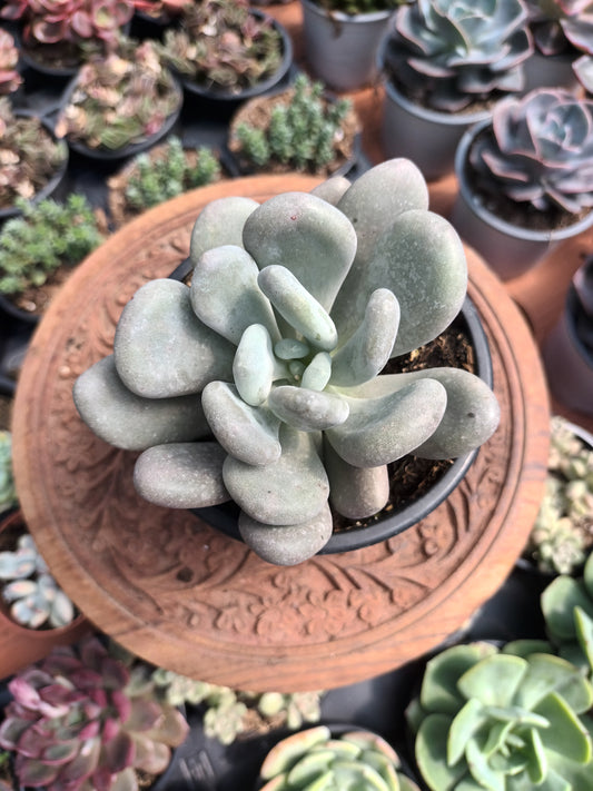 Pachyphytum oviferum