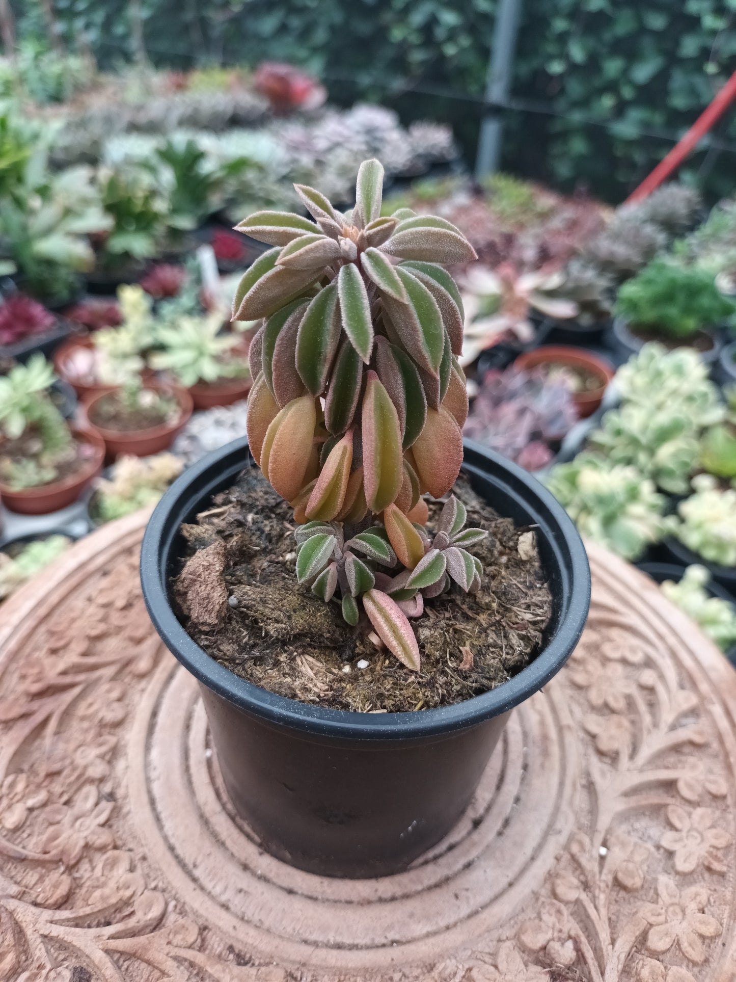 Peperomia 'Asperula'