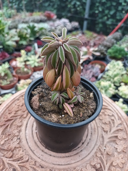 Peperomia 'Asperula'