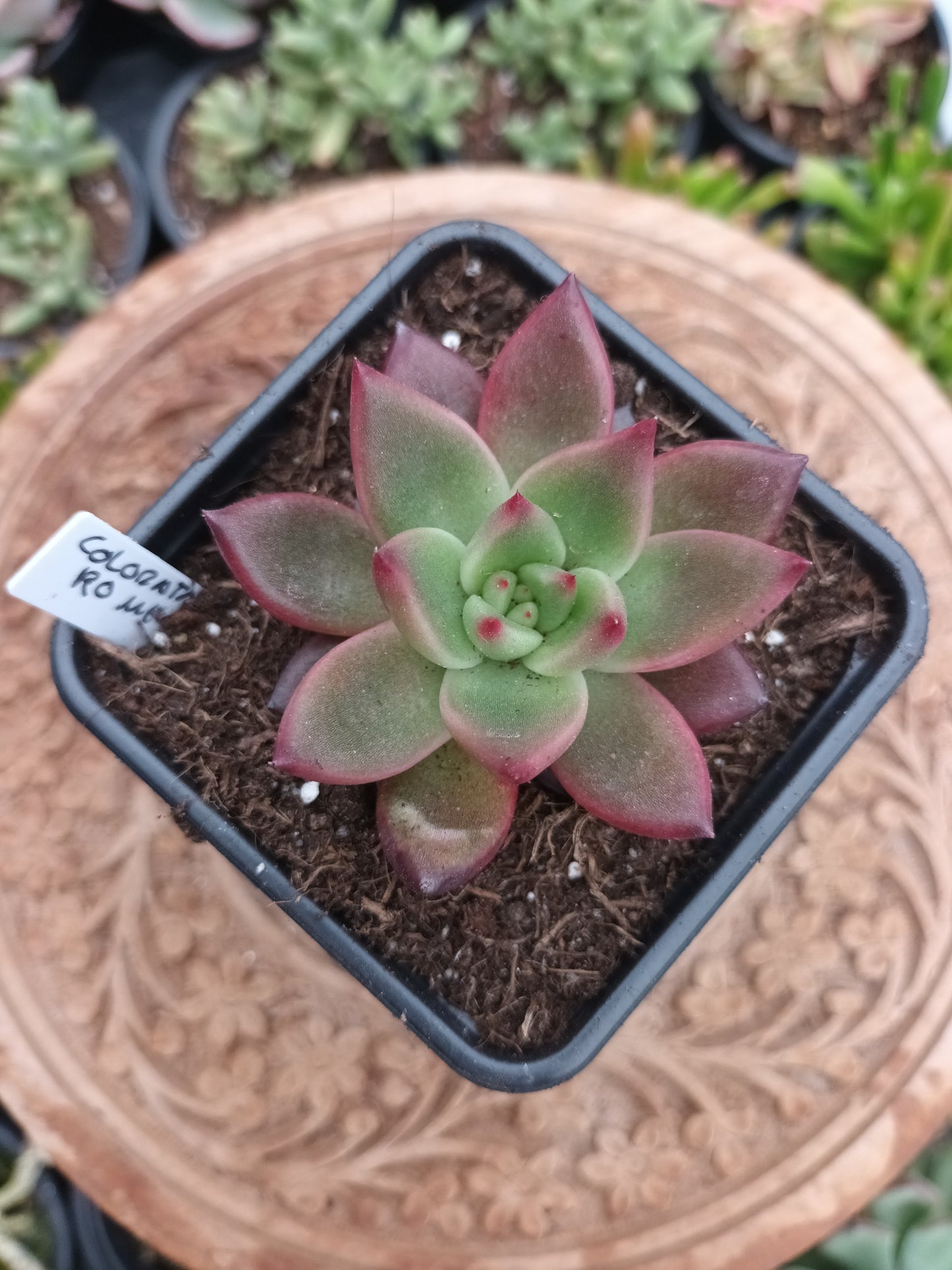 Echeveria colorata x romeo