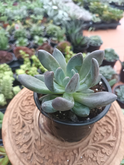 Echeveria chocolate star