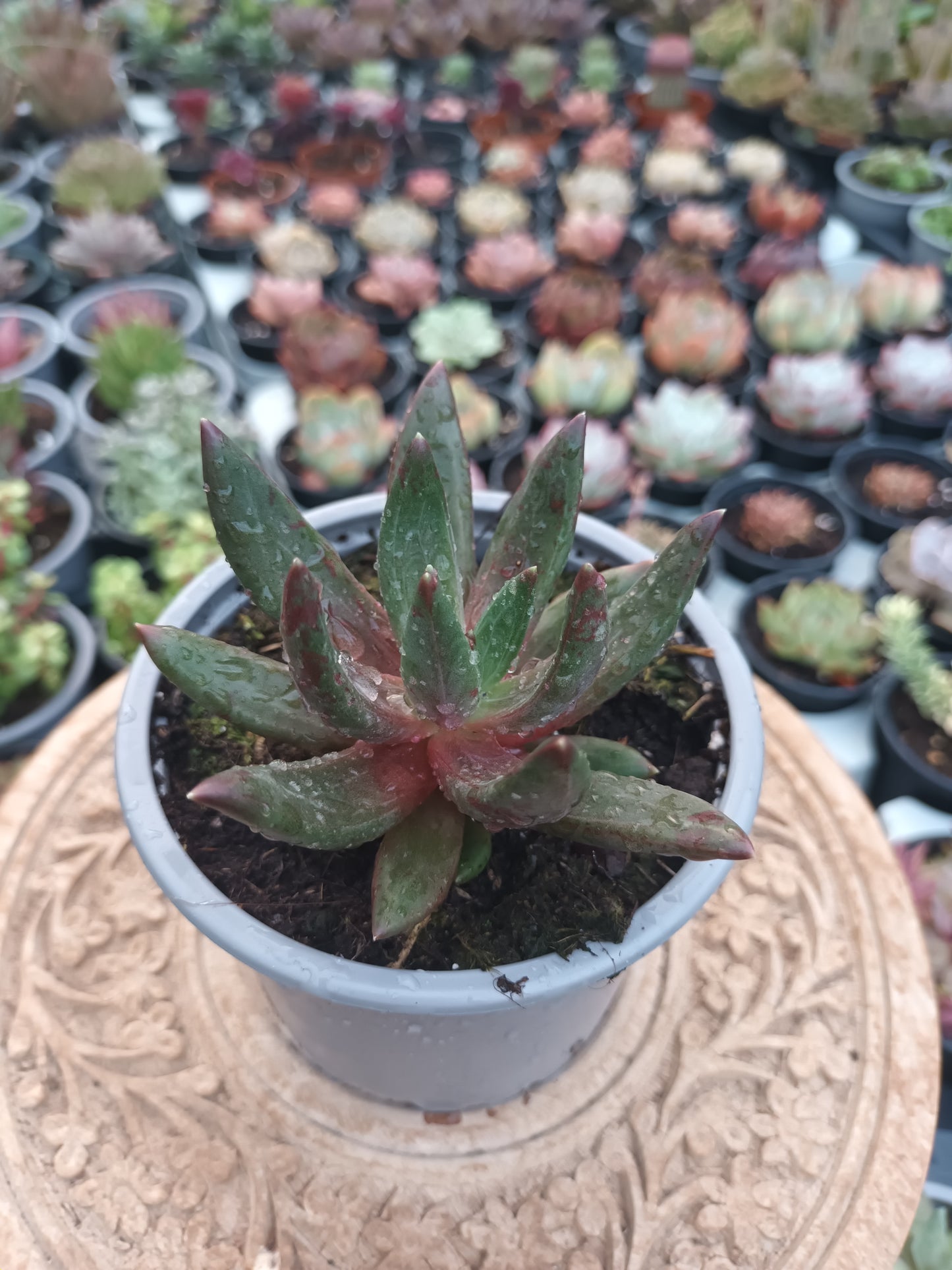 Pachyveria 'Izar'
