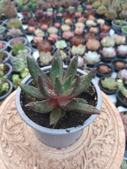 Pachyveria 'Izar'